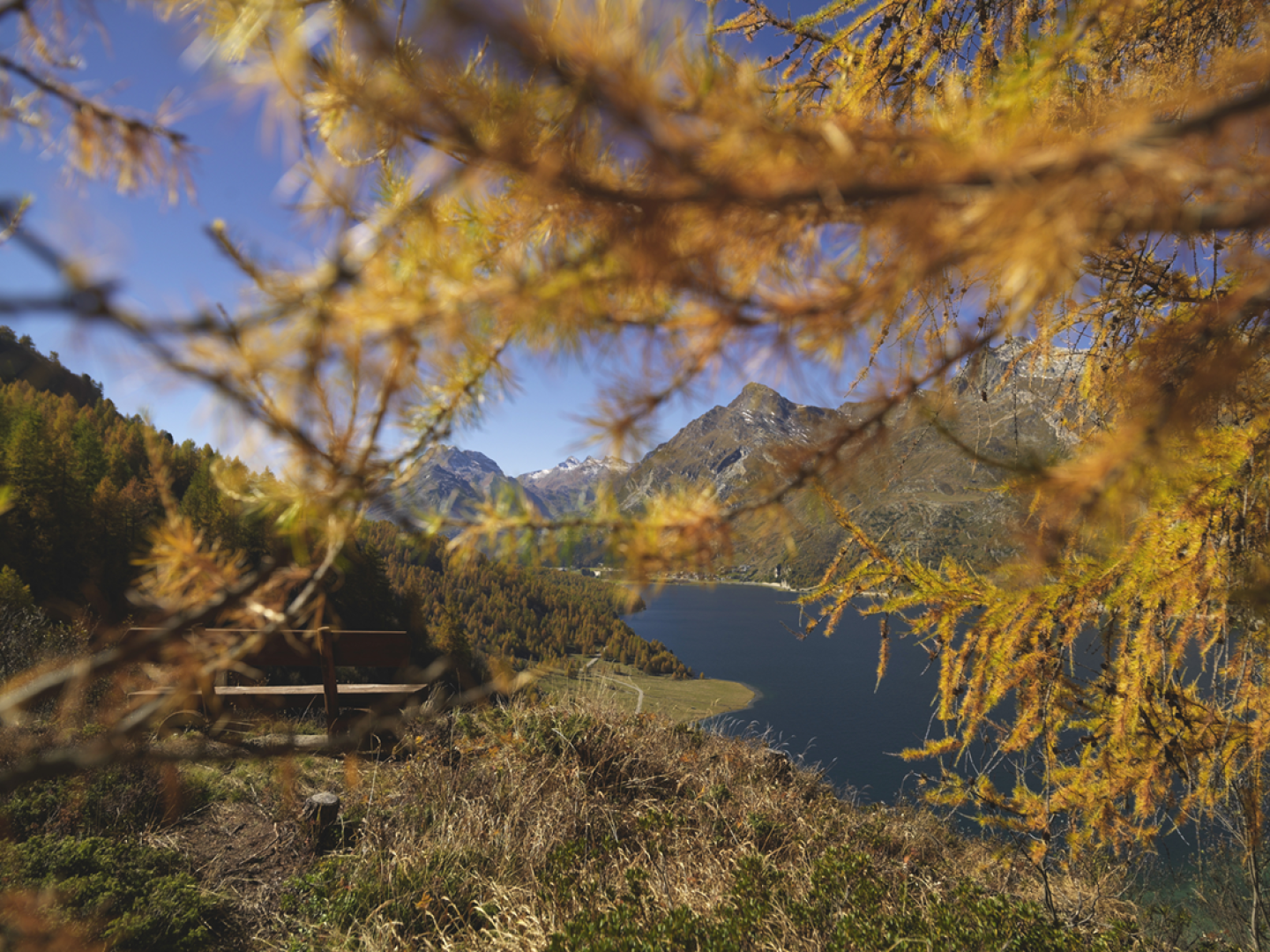 Goldene Herbstzweige rahmen einen malerischen Ausblick auf einen blauen See im Engadin, einen grünen Wald und ferne schneebedeckte Berge unter einem klaren Himmel ein; im Vordergrund links ist eine Holzbank zu sehen.