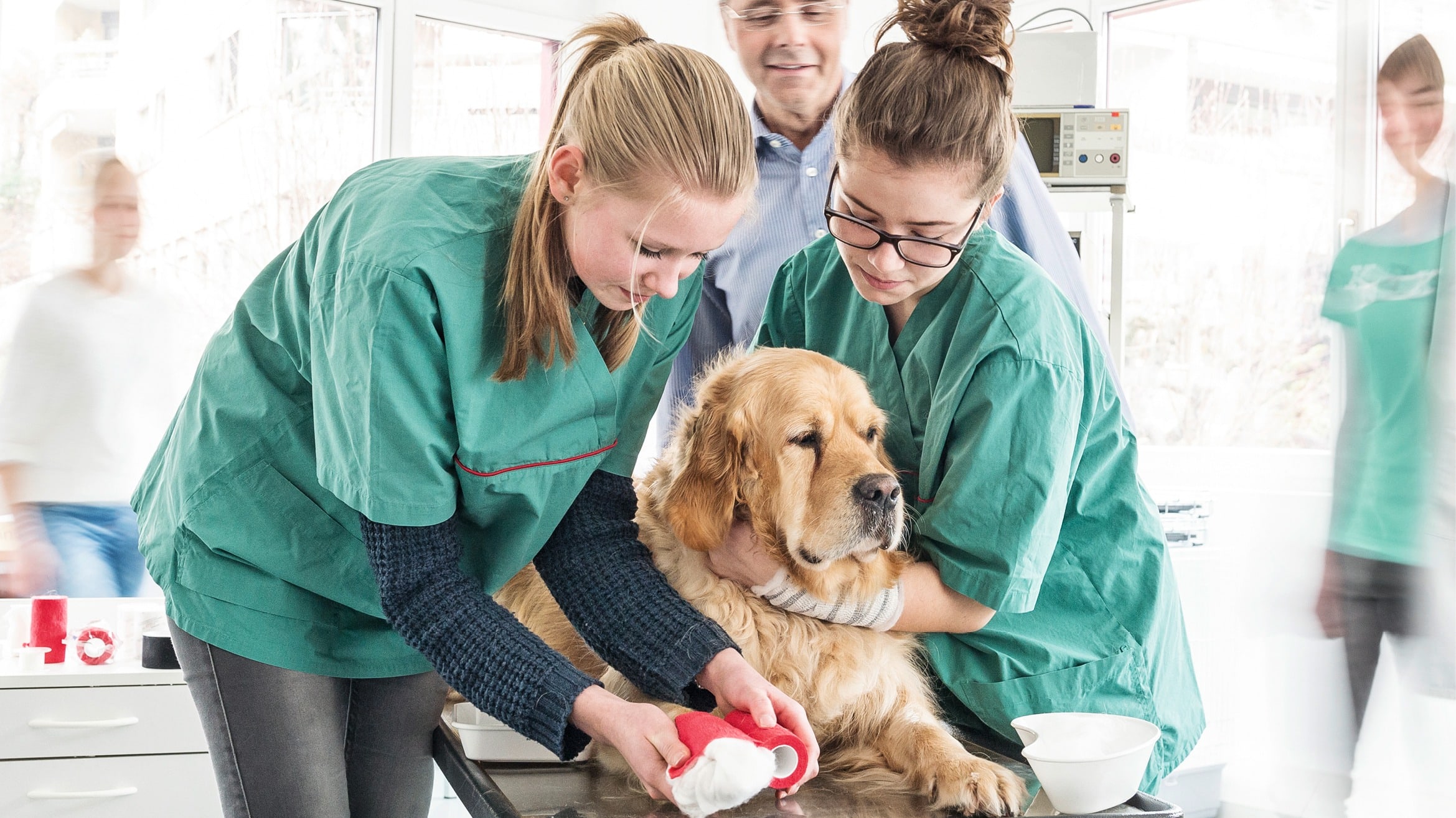 Tiermed. Praxisassistent/in EFZ - der Beruf in der Tierarztpraxis mit Tieren und Menschen