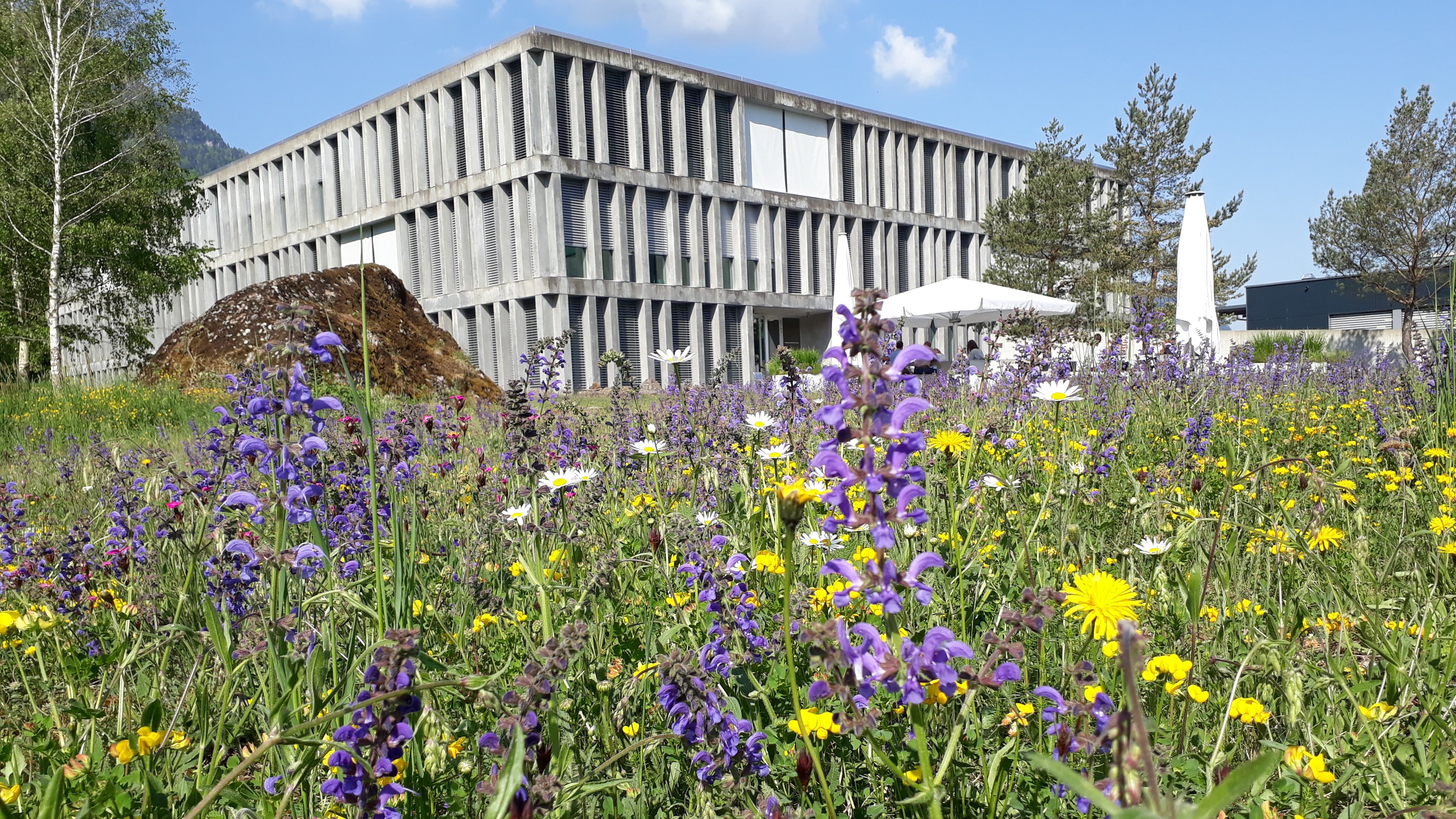 Der Campus in Goldau befindet sich mitten im Grünen.